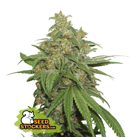 AK 420 AUTO