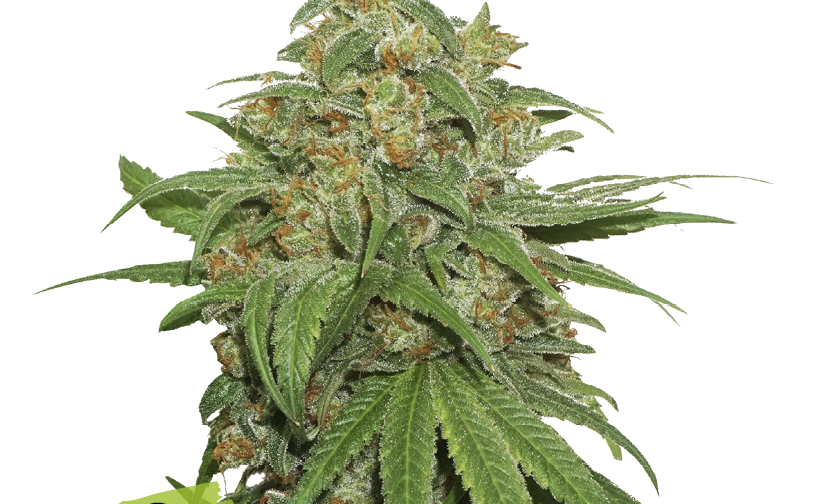 AK 420 AUTO