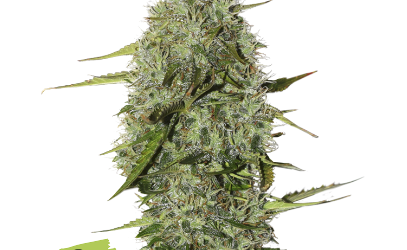 BCN CRITICAL XXL AUTO