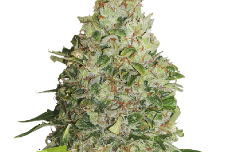 BCN CRITICAL XXL FEM