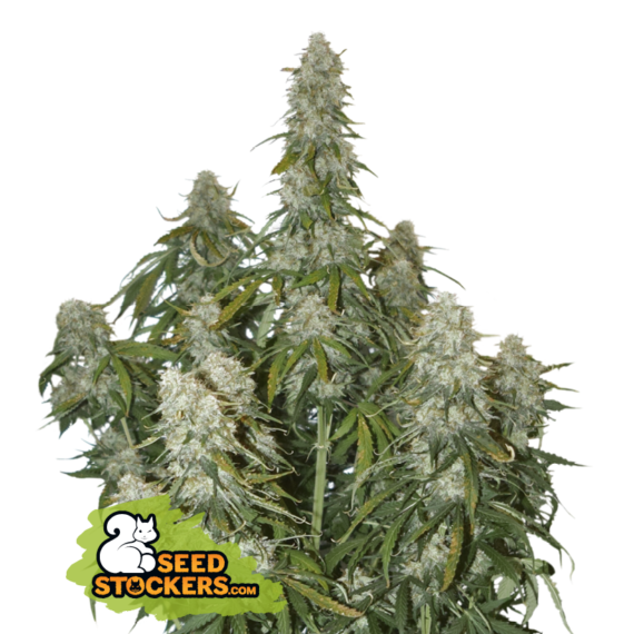 BIG BUD AUTO