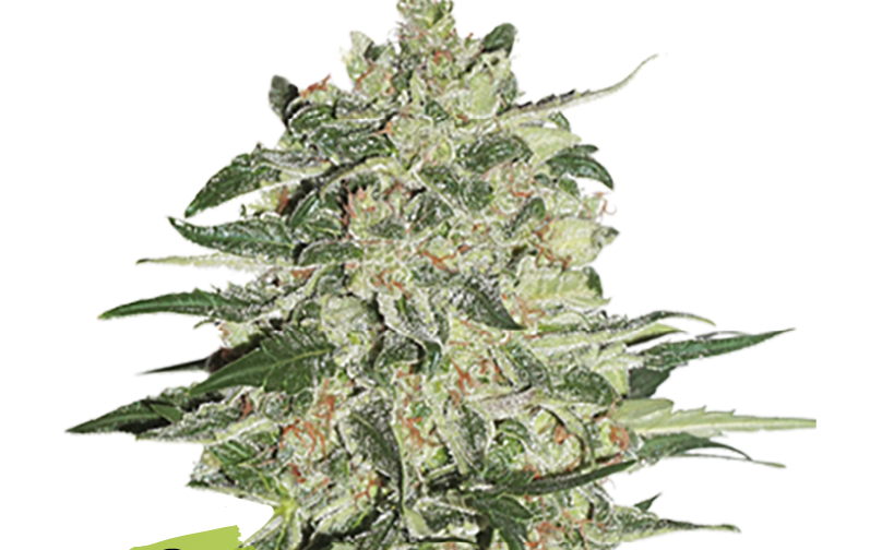 BIG BUD FEM