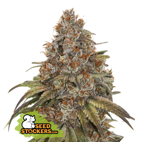 BLACKBERRY GUM AUTO