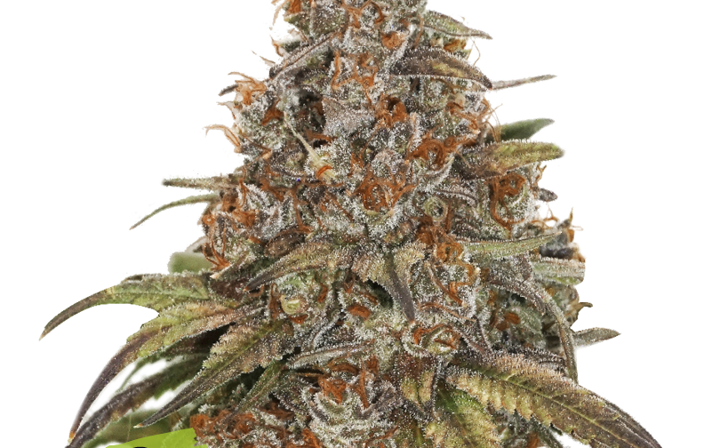 BLACKBERRY GUM AUTO
