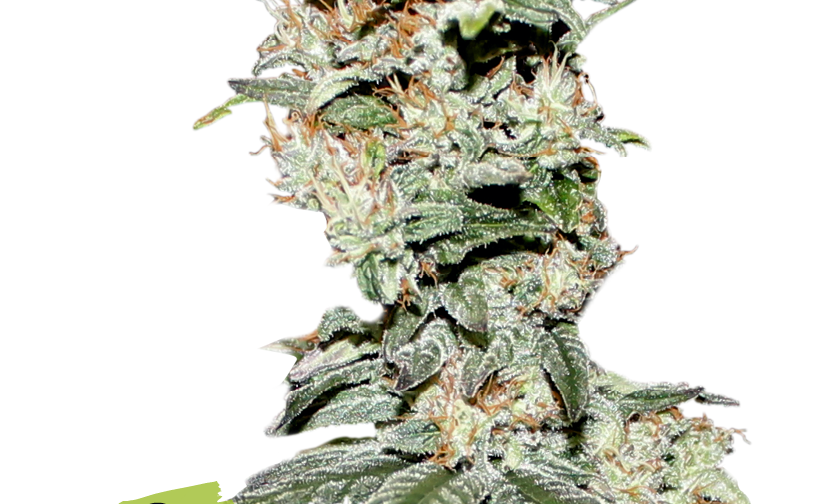 CBD CRITICAL XXL FEM