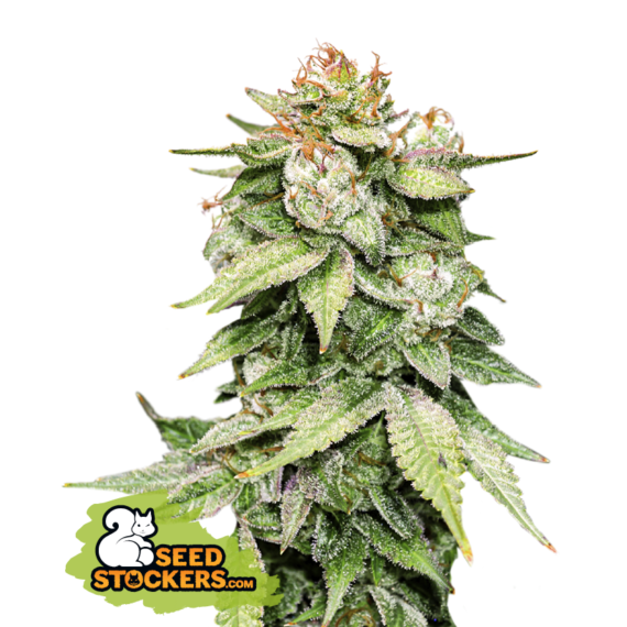 GORILLA GLUE AUTO