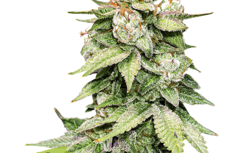 GORILLA GLUE AUTO