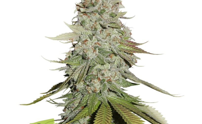 GORILLA GLUE FEM
