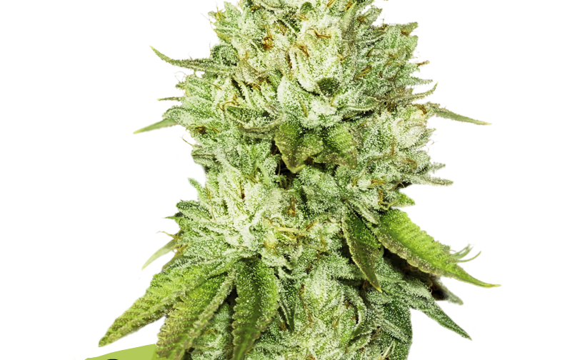 PINEAPPLE FEM