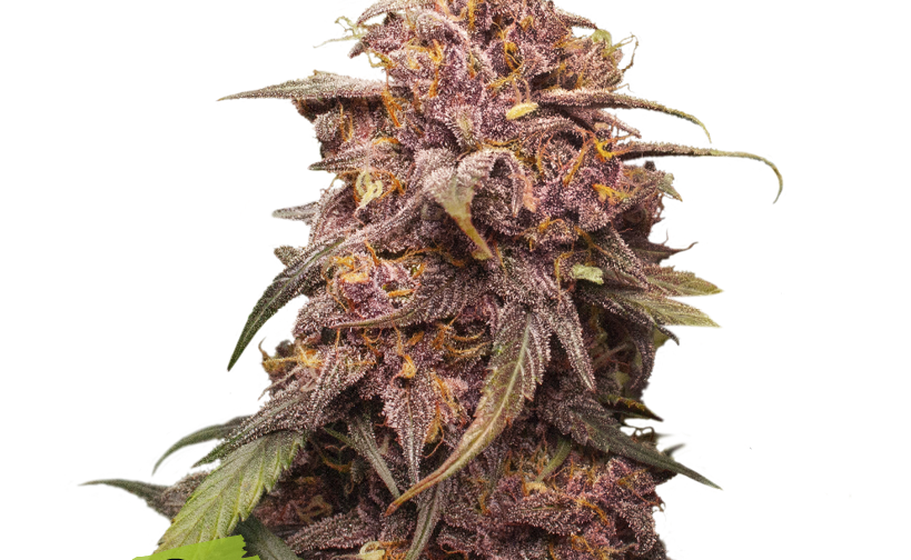 PURPLE PUNCH FEM