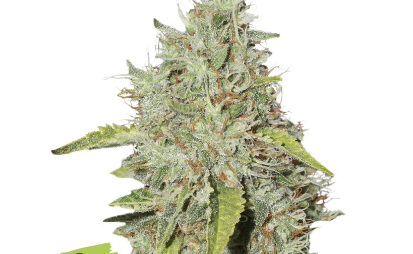 NORTHERN LIGHTS FEM