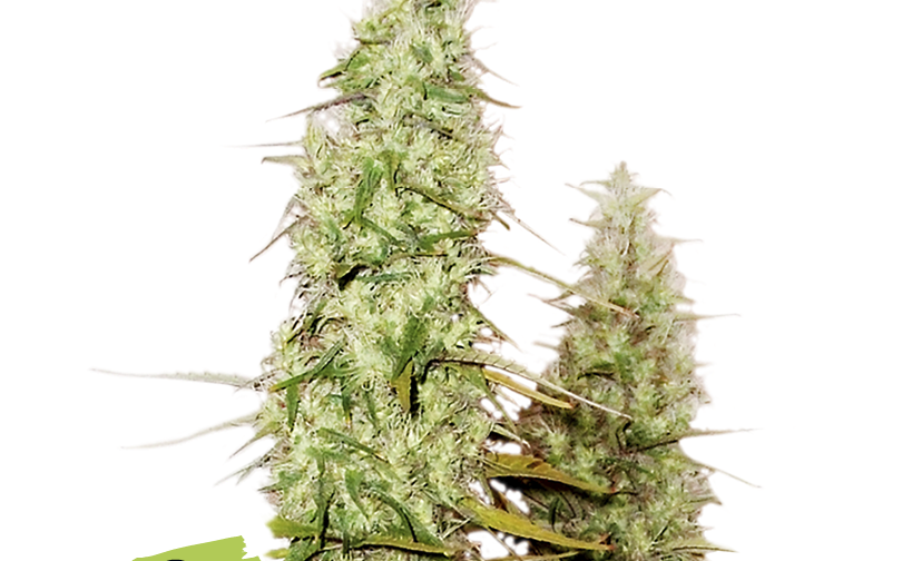 SANTA MARTA HAZE FEM