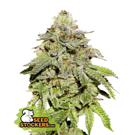 COOKIES AND CREAM FEM
