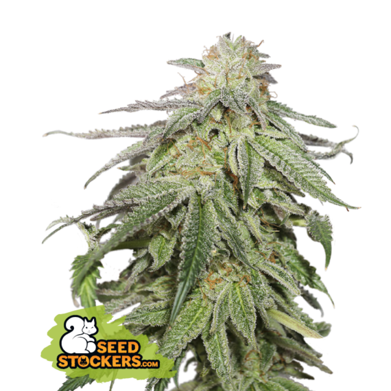COOKIES AND CREAM AUTO