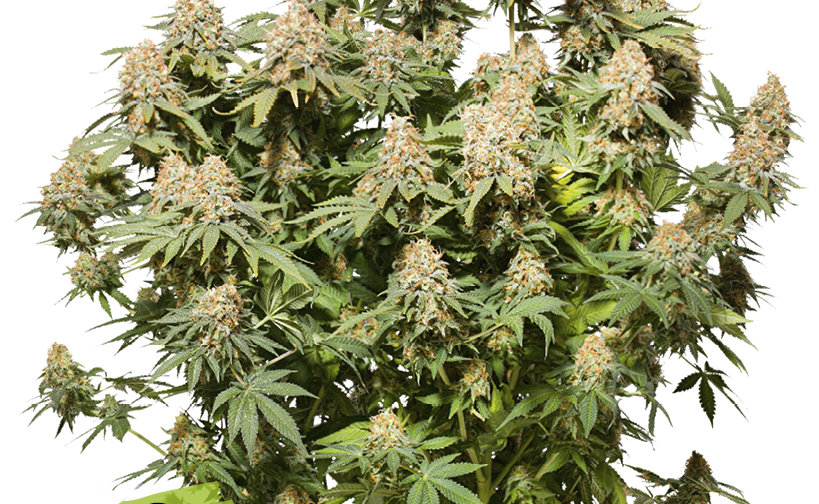MOBY DICK FEM