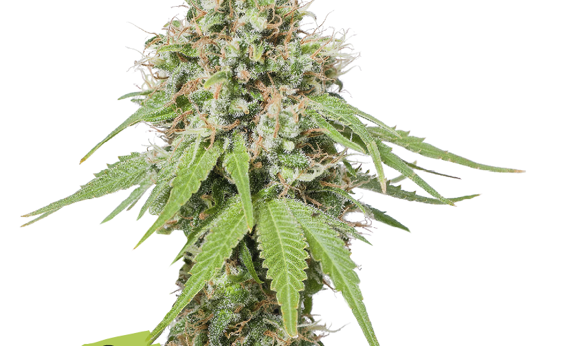 AK 420 FEM