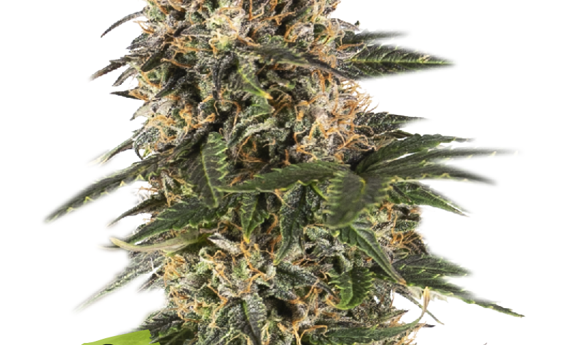 NORTHERN LIGHTS AUTO