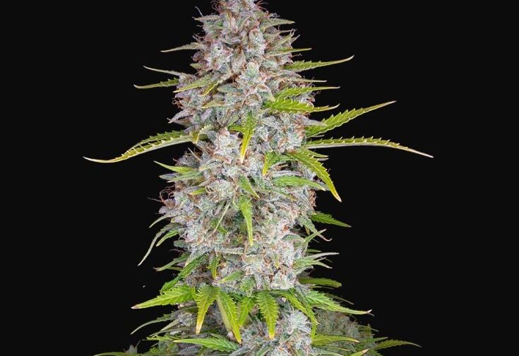 ORANGE SHERBET AUTO