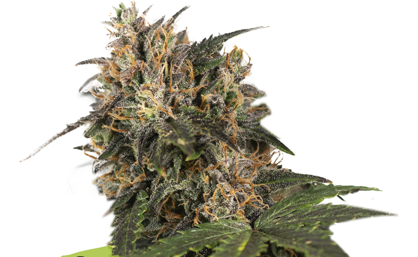 BLACKBERRY GUM FEM