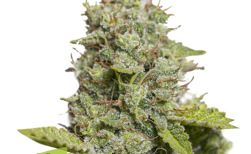 CBD CRITICAL XXL AUTO