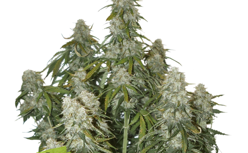 SANTA MARTA HAZE AUTO