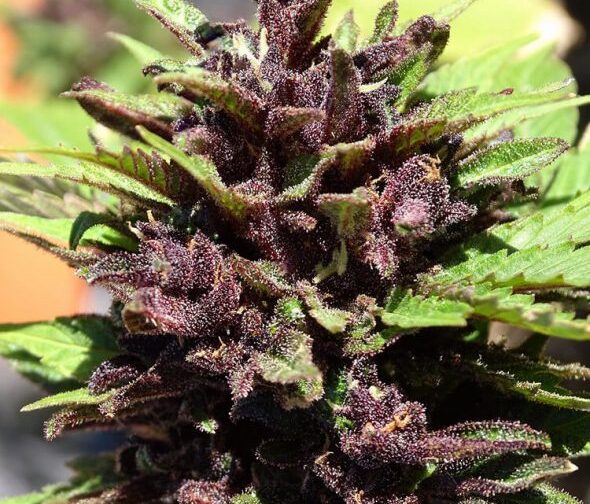 CRYSTAL MED CBD AUTO
