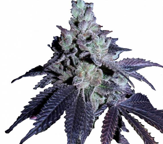 MIRACLE BREATH