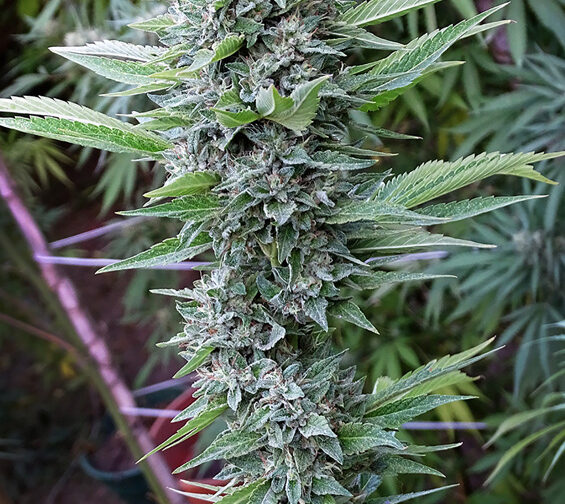 OG 324