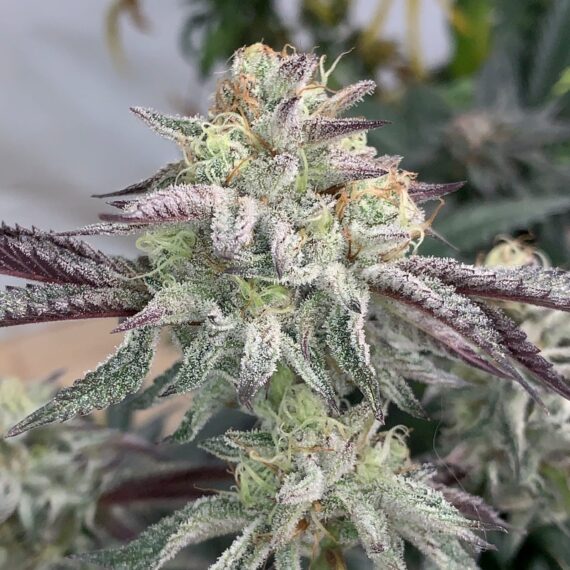 CELOSA - SHUGA X6 REGULAR