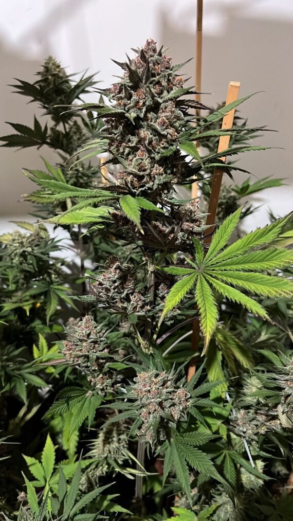 CHERRY BANANA AUTO