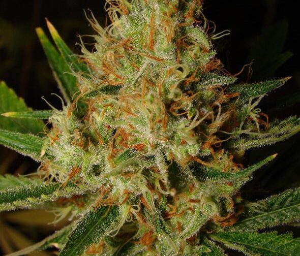LEMON BLUE CHEESE AUTO