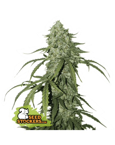 CBD 1:1 SILVER LIME HAZE AUTO