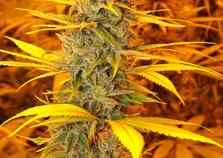 CHERRY OG