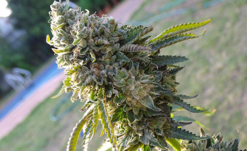 EPOXI OG