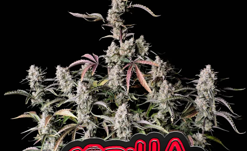 GORILLA ZKITTLEZ AUTO