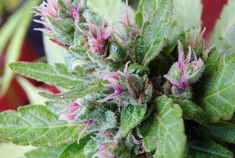 MOHAN POISON AUTO