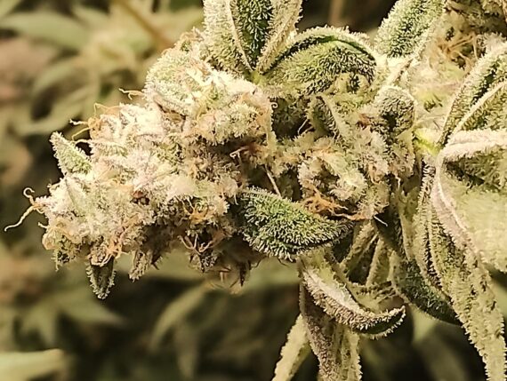 BOBYBUVA CBD - BIOCANALAB