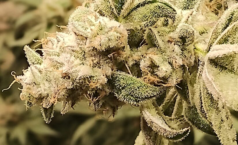 BOBYBUVA CBD - BIOCANALAB