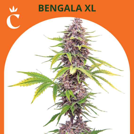 BENGALA XL