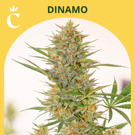 DINAMO
