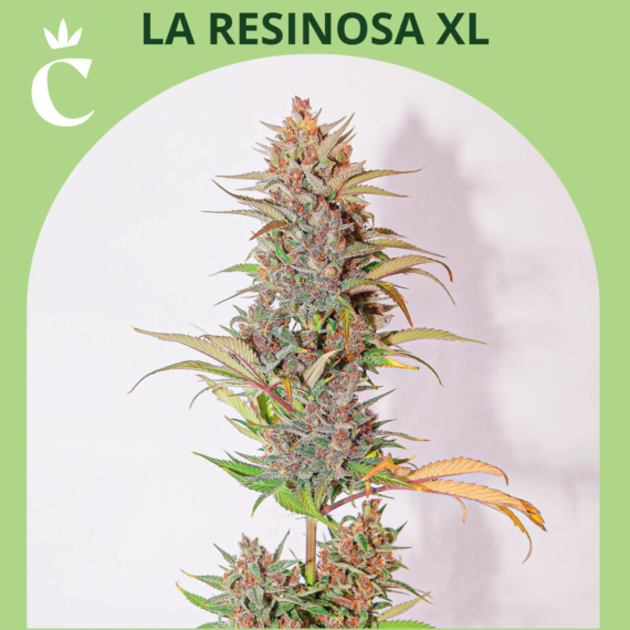 LA RESINOSA XL