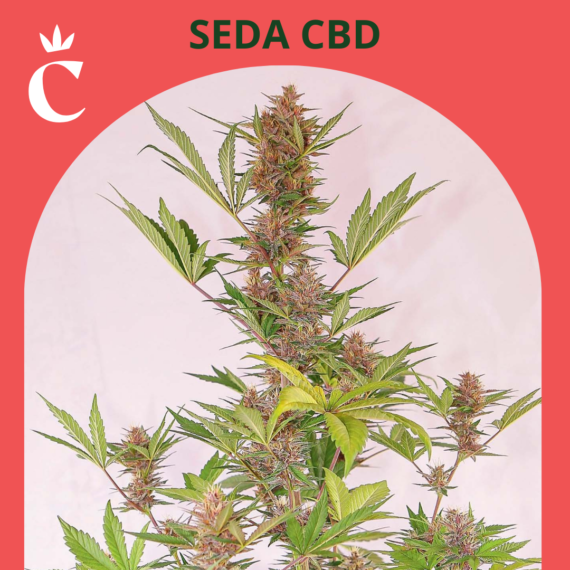 SEDA CBD