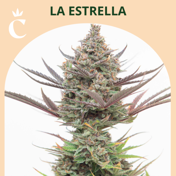 LA ESTRELLA