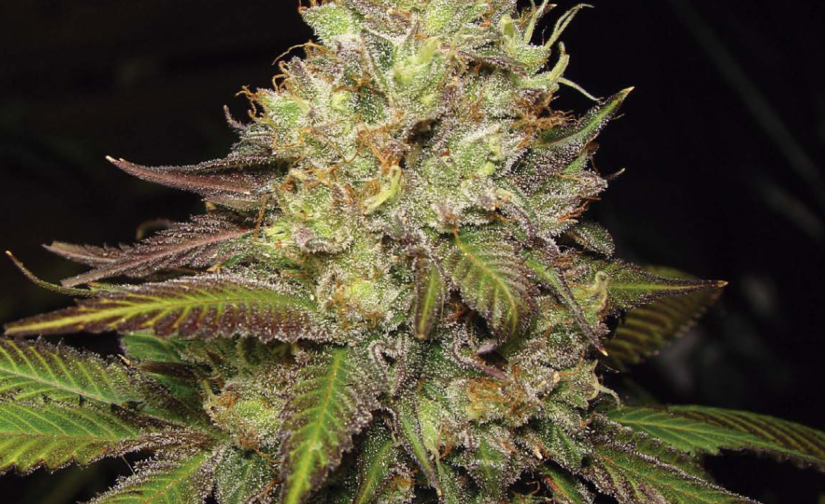MENDO CHEM