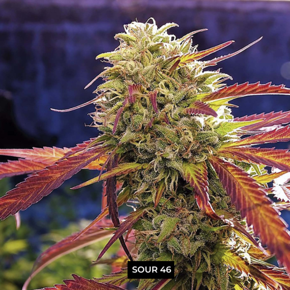 SOUR 46