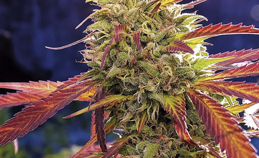 SOUR 46