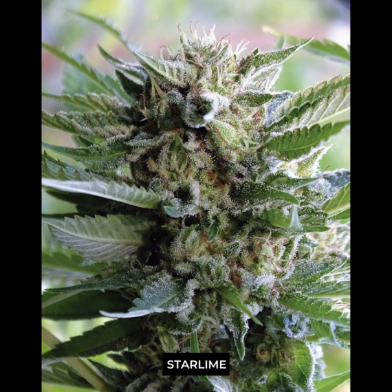 STARLIME