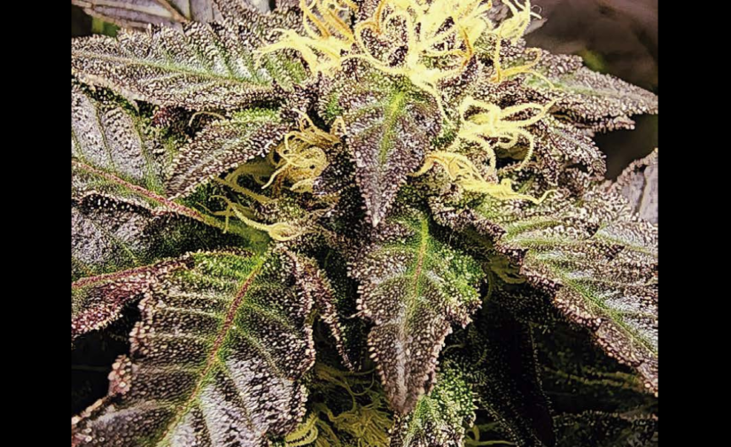 URKLE BUBBA