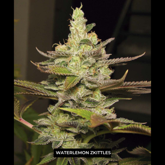 WATERLEMON ZKITTLEZ