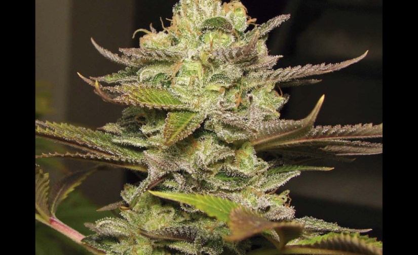 WATERLEMON ZKITTLEZ
